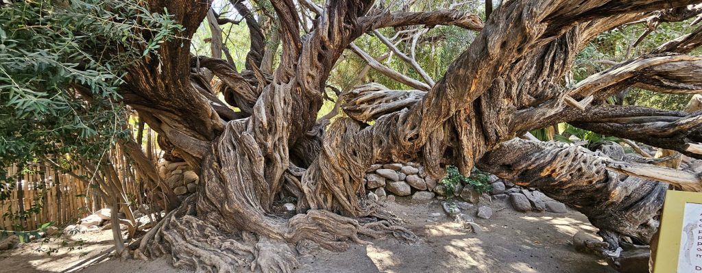 baja norte for&nbsp;winter